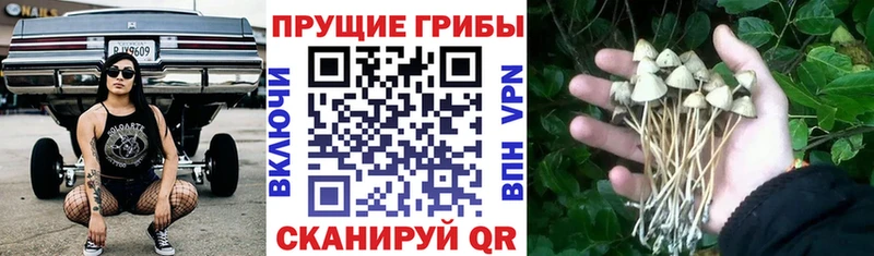 Купить  Лабинск  Псилоцибиновые грибы мухоморы 